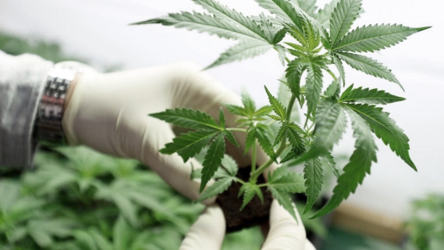 Cannabis Medicinal en Animales
