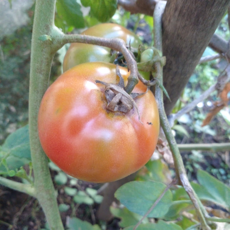 Huerta en casa