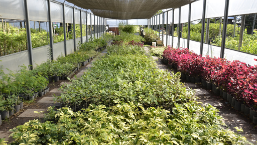 vivero