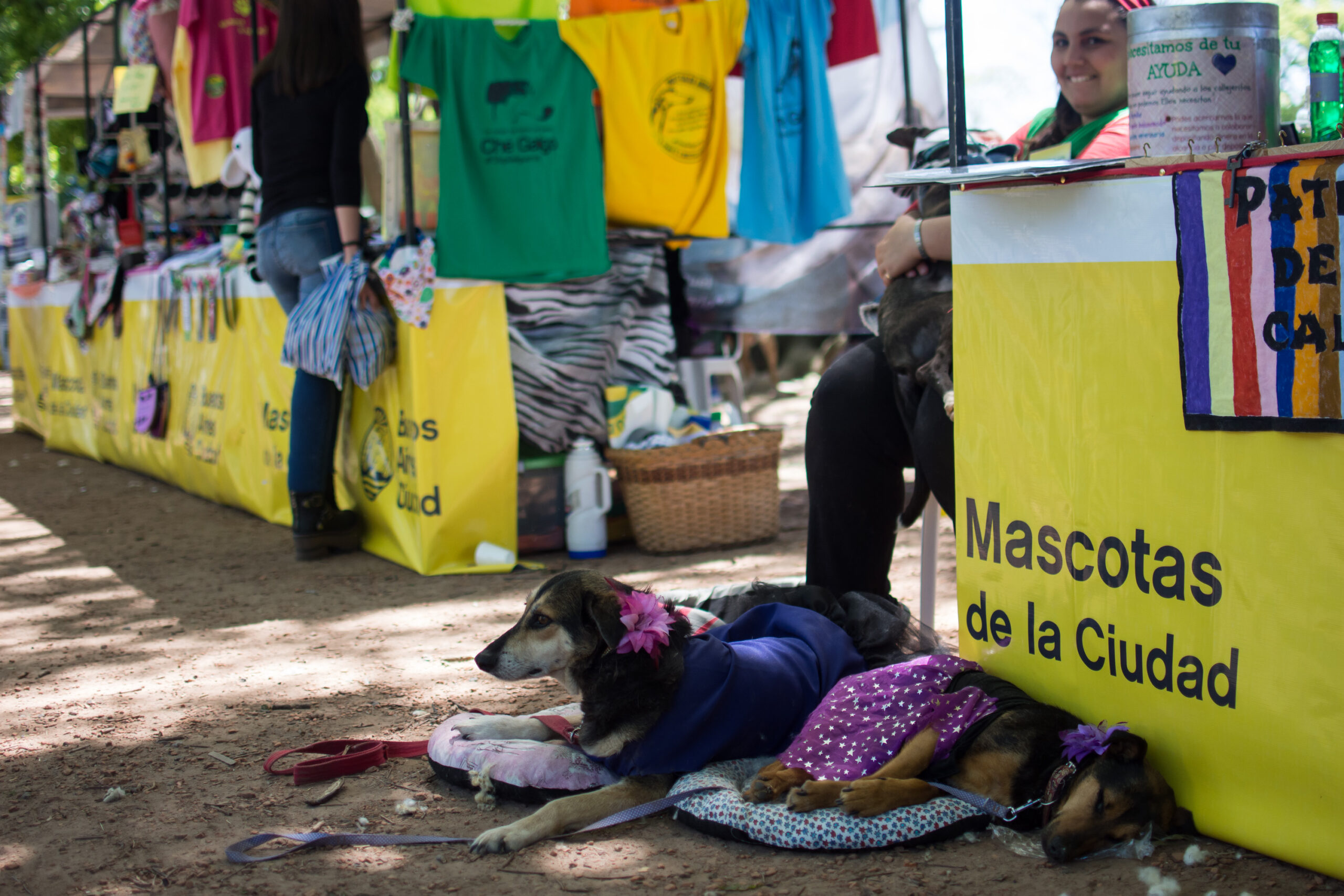 Adopción de mascotas en la Ciudad.  