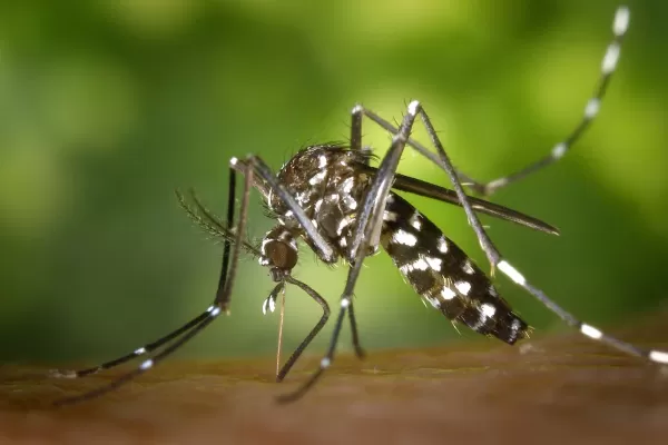 Preocupan los casos de dengue.